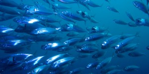 Mélytengerből származó halolaj